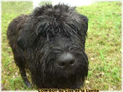 le bouvier des flandres et le cheval - Elevage du CLOS DE LA LUETTE - COPYRIGHT DEPOSE